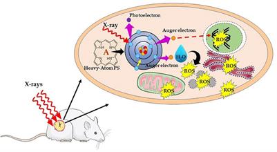 Potential Application of Photosensitizers With High-Z Elements for Synergic Cancer Therapy